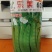 乐美608白花荚豌豆品质保证服务周到