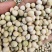乐美608白花荚豌豆品质保证服务周到