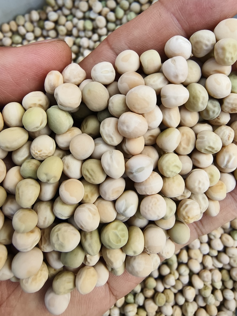 乐美608白花荚豌豆品质保证服务周到