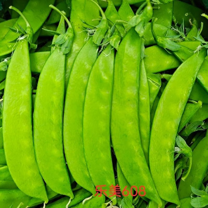 乐美608白花荚豌豆品质保证服务周到