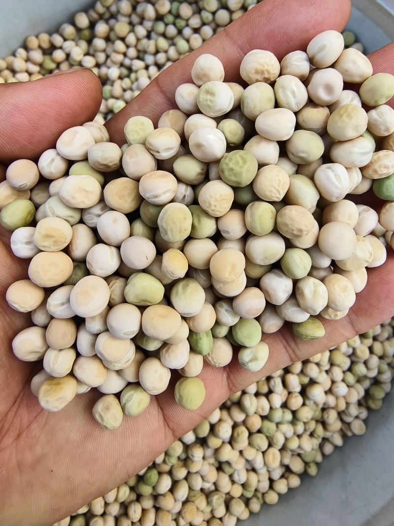 乐美608白花荚豌豆品质保证服务周到