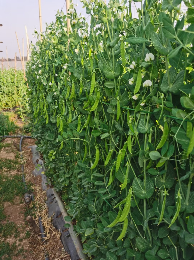 乐美608白花荚豌豆品质保证服务周到
