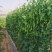 乐美608白花荚豌豆品质保证服务周到