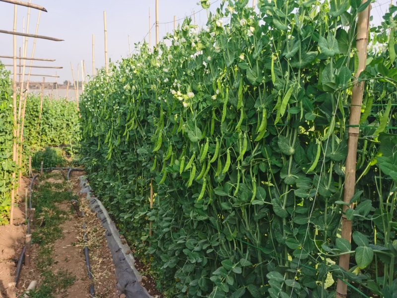 乐美608白花荚豌豆品质保证服务周到