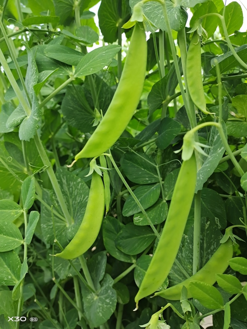 乐美608白花荚豌豆品质保证服务周到