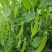 乐美608白花荚豌豆品质保证服务周到