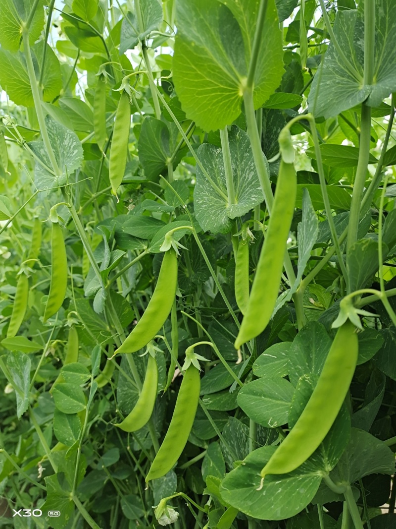 乐美608白花荚豌豆品质保证服务周到