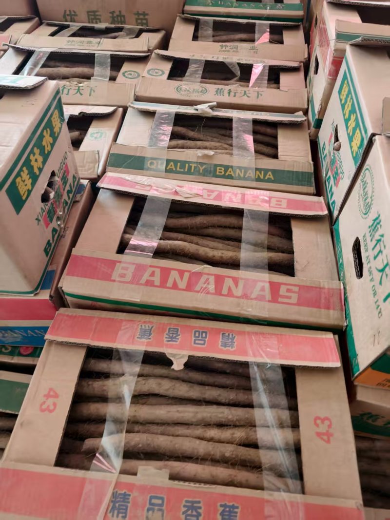 热卖白玉山药山东山药口感细腻品质保障价格实惠批发市场