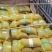山药豆电商山药豆山东山药豆口感好品质保障价格实惠大量供货