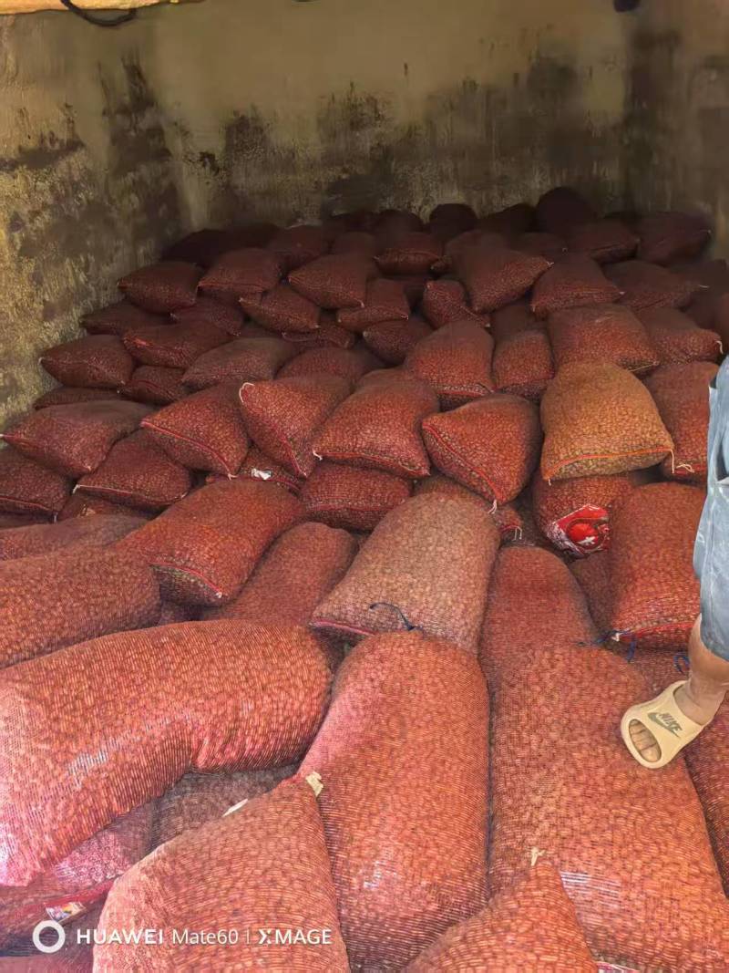 山药豆电商山药豆山东山药豆口感好品质保障价格实惠大量供货