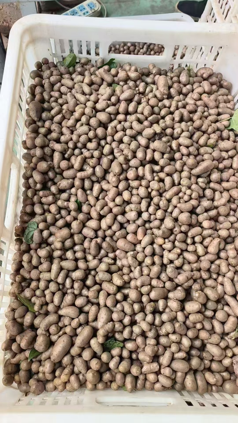 山药豆电商山药豆山东山药豆口感好品质保障价格实惠大量供货