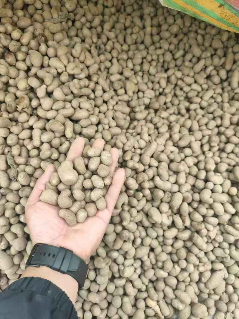 山药豆原产地规格齐白玉山药山东山药豆对接电商市场批发