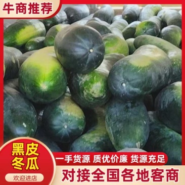 黑皮冬瓜一手货源诚信经营欢迎选购