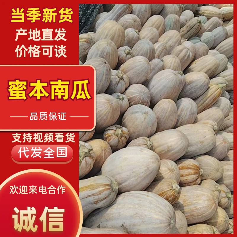 蜜本南瓜场地直发量大从优质量保证欢迎采购