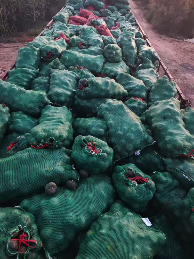 推荐贝贝南瓜小南瓜基地直发价格优惠诚信合作来电洽谈