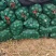 推荐贝贝南瓜小南瓜基地直发价格优惠诚信合作来电洽谈
