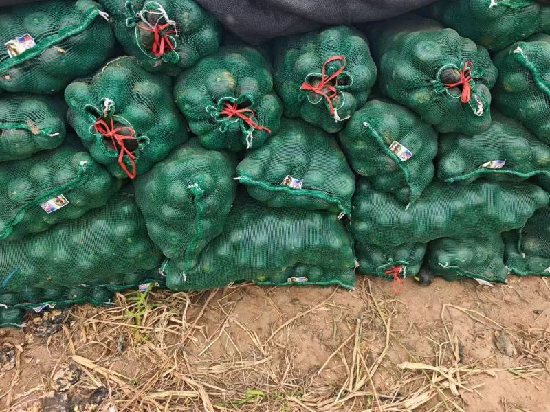 推荐贝贝南瓜小南瓜基地直发价格优惠诚信合作来电洽谈