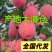 《红富士苹果》山东苹果/片红条纹纸加膜/常年供应全国