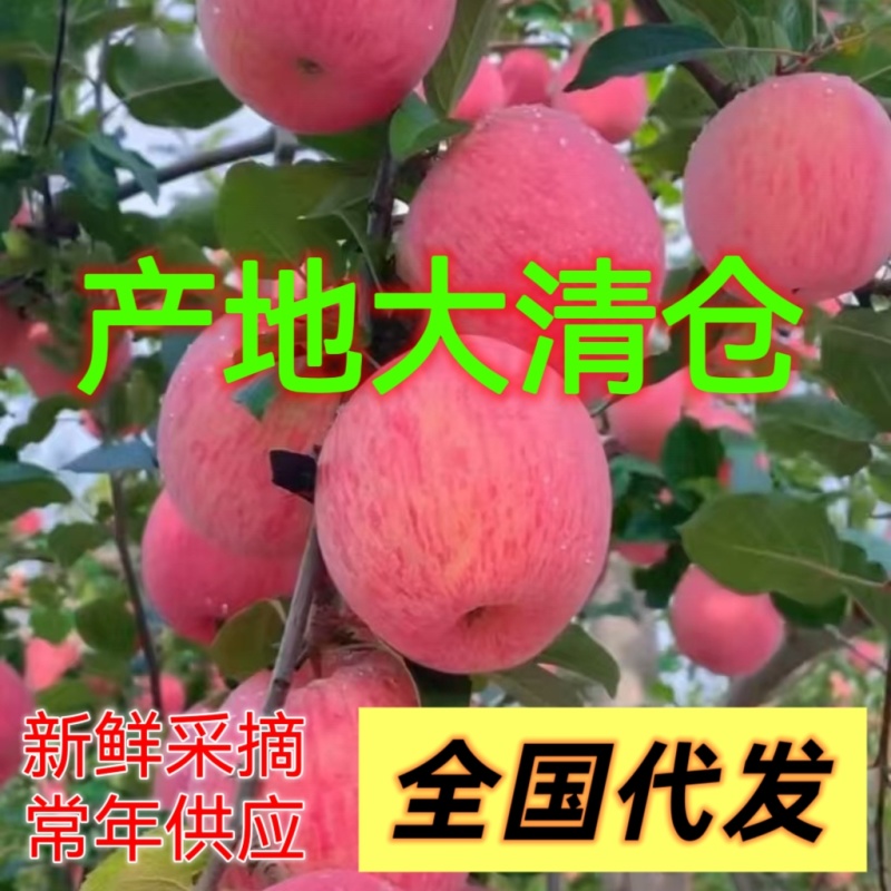 《红富士苹果》山东苹果/片红条纹纸加膜/常年供应全国