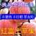 《精选好货》红富士苹果&山东苹果产地/常年有货/全国代发