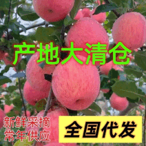 《红富士苹果》山东苹果/片红条纹纸加膜/常年供应全国