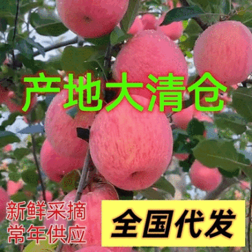 《红富士苹果》山东苹果/片红条纹纸加膜/常年供应全国
