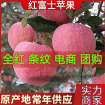 红富士苹果&山东苹果/常年批发/电商商超批发常年供