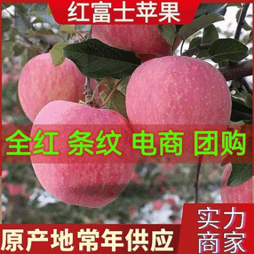 红富士苹果&山东苹果/常年批发/电商商超批发常年供