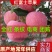红富士苹果&山东苹果/常年批发/电商商超批发常年供