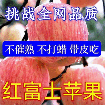 《精选好货》红富士苹果&山东苹果产地/常年有货/全国代发