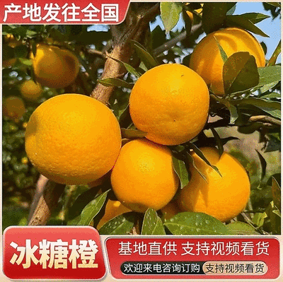 【精选】冰糖橙/果园现摘现发（电商批发商超）全国发货