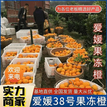九月红果冻橙&爱媛橙/果园现摘+视频看货/产地代发全国