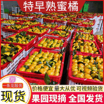 《高山蜜橘果园现摘》早熟蜜橘/湖北蜜橘/电商平台团购