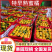 《高山蜜橘果园现摘》早熟蜜橘/湖北蜜橘/电商平台团购