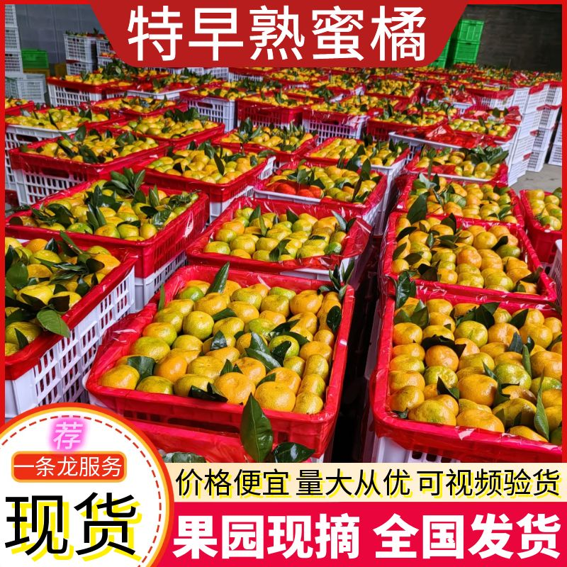 《高山蜜橘果园现摘》早熟蜜橘/湖北蜜橘/电商平台团购