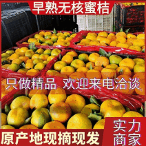 【果园现采老板热情】云南特早蜜橘/早熟无核蜜桔/上货中