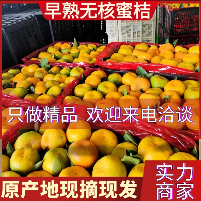 【果园现采老板热情】云南特早蜜橘/早熟无核蜜桔/上货中