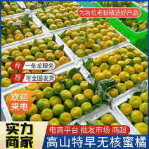 【云南高山蜜橘】早熟无核蜜桔/特早蜜橘/小叶蜜橘