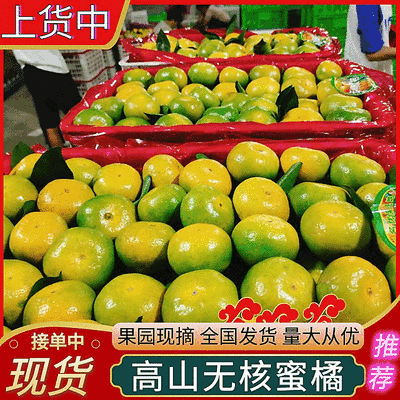 早熟无核蜜桔/特早蜜橘/云南蜜橘/小叶蜜桔/产地代发全国