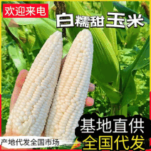 《白糯玉米河北/产地直供/软糯香甜/量大从优/全国发货