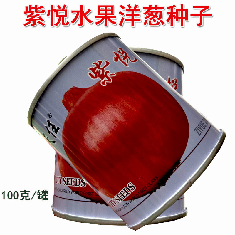 水果洋葱种子紫悦100g生吃紫红皮半高桩扁圆形圆葱种子