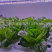 60cm-LED植物生长灯