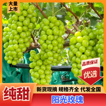 阳光玫瑰大量现货供应，现摘现发，对接电商市场，批发商。
