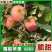 富士苹果辽宁苹果一手货源，富士，王林，规格齐全可视频看货