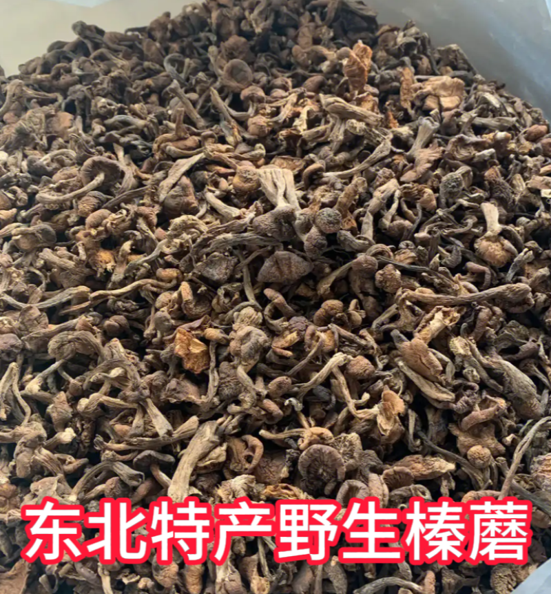 东北野生榛蘑，自然晾晒，去根去泥可一件代发