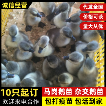 10只起订。马岗鹅苗杂交鹅苗.包打疫苗，包运输成活.