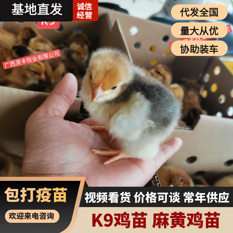 K9鸡苗麻黄鸡苗.包打疫苗.包成活，承诺货真价实