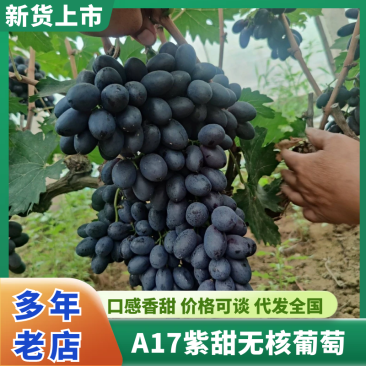 a17葡萄河北衡水饶阳县葡萄种植基地保质保量