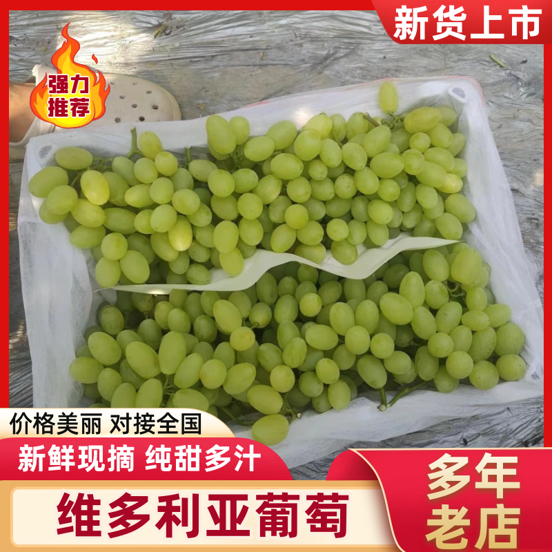 【维多利亚葡萄】河北饶阳县葡萄种植基地产地直发品种齐