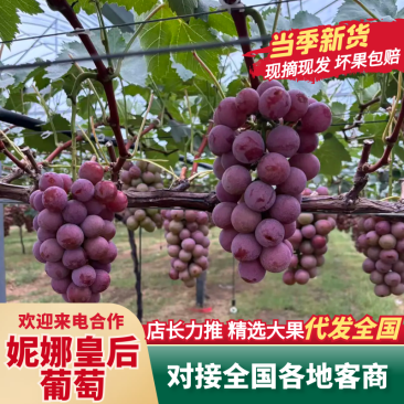 预售妮娜皇后葡萄9月10号开卖，全程有机肥种植，卖相好